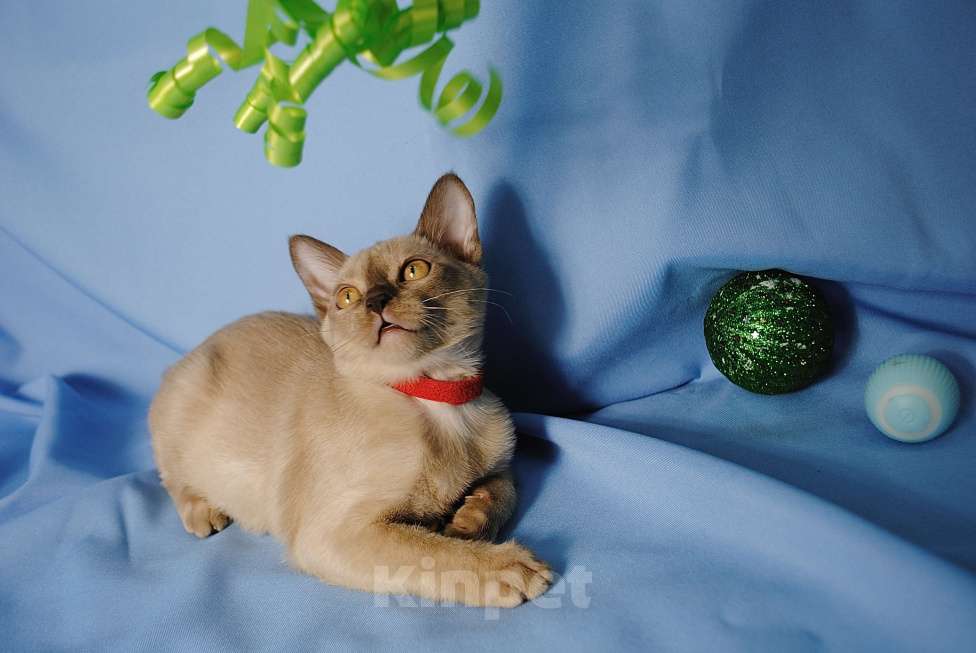 Кошки в Москве: Бурманские котята Девочка, 50 000 руб. - фото 2