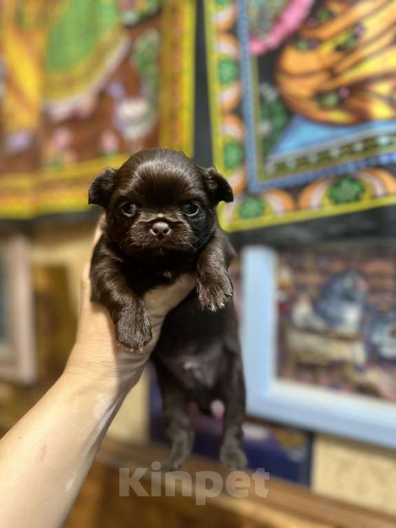 Собаки в Ростове-на-Дону: Чихуахуа Девочка, 50 000 руб. - фото 7