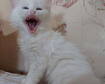 Кошки в Кургане: Манчкин с разными цветом глазами Девочка, 35 000 руб. - фото 2