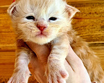 Кошки в Санкт-Петербурге: Котята мейн кун для резервирования  Мальчик, 15 000 руб. - фото 6