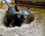 Кошки в Бийске: Сфинкс двэльф Девочка, 15 000 руб. - фото 2