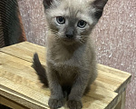 Кошки в Москве: Котёнок Европейской бурмы Мальчик, 15 000 руб. - фото 2