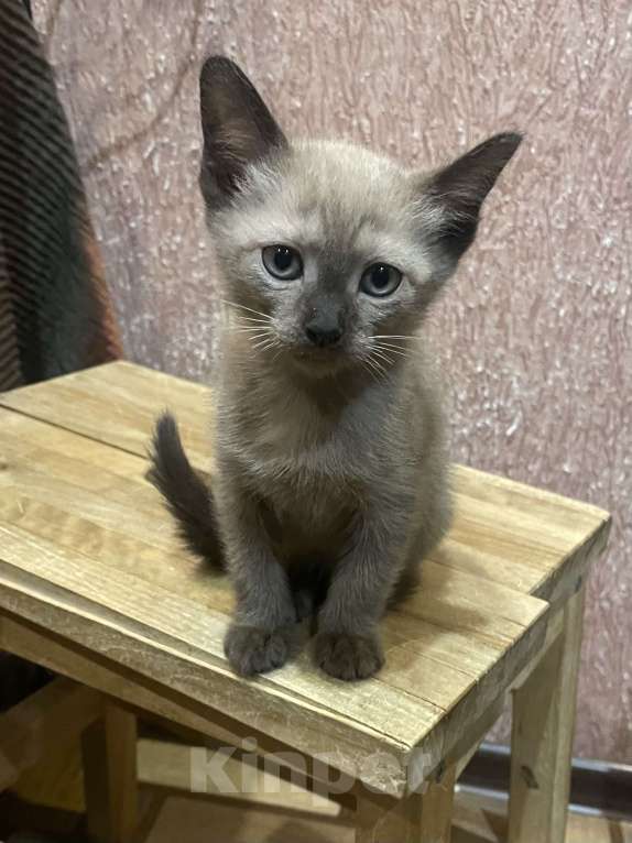Кошки в Москве: Котёнок Европейской бурмы Мальчик, 15 000 руб. - фото 2