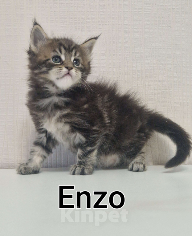 Кошки в Ижевске: Котята мейн-кун Девочка, 65 000 руб. - фото 1