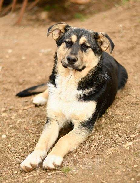 Собаки в Мытищах: щенок Ника ждет в приюте Девочка, Бесплатно - фото 4