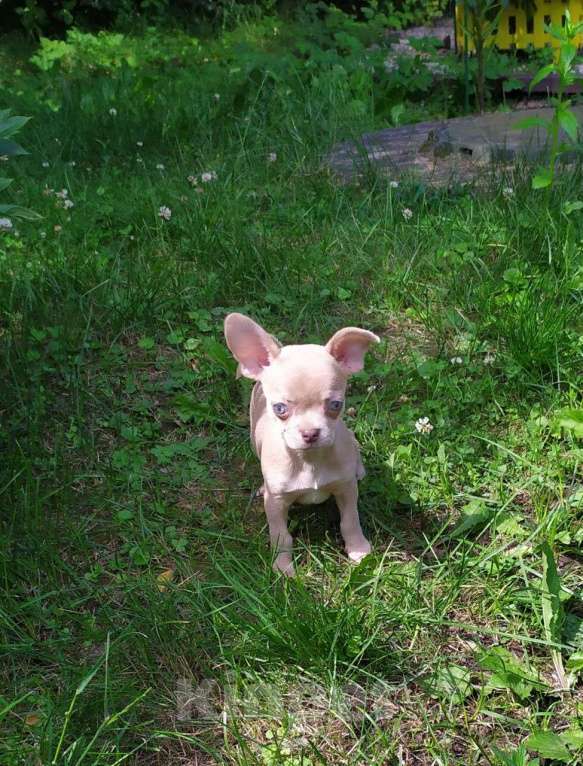 Собаки в Москве: лиловый мальчик симпатичный Мальчик, 45 000 руб. - фото 7