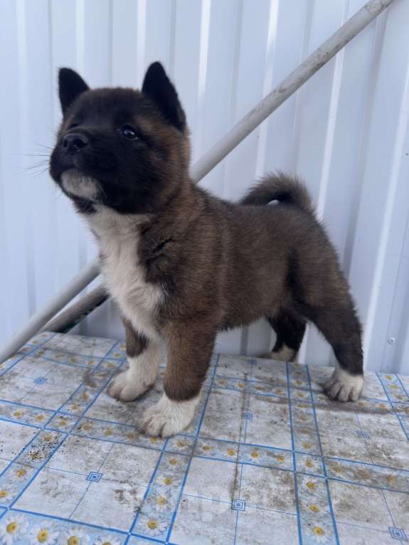 Собаки в Мелеузе: Щенок Американской Акиты Девочка, 15 000 руб. - фото 2