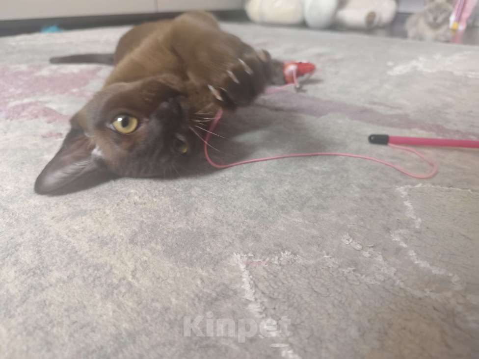 Кошки в Лыткарино: Бурманские котята Девочка, 35 000 руб. - фото 3