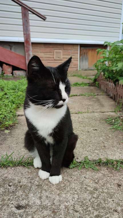 Кошки в Москве: Котенок бесплатно Мальчик, 1 руб. - фото 3