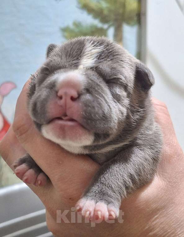 Собаки в Новосибирске: Американский булли. Девочка, 80 000 руб. - фото 2