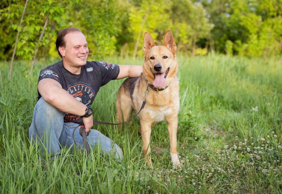 Собаки в Москве: Лорд. Метис овчарки Мальчик, Бесплатно - фото 5