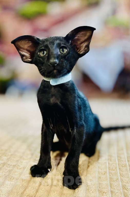 Кошки в Перми: Ориентальный котенок Мальчик, 100 000 руб. - фото 4