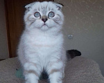 Кошки в Саратове: Котики фолдики, 15 000 руб. - фото 4