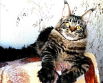 Кошки в Шадринске: Мейн-кун, 20 000 руб. - фото 1