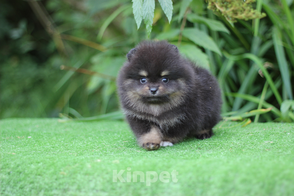 Собаки в Санкт-Петербурге: Шпиц девочка Девочка, 55 000 руб. - фото 2