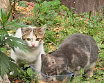 Кошки в других городах Московской области: Чудесная кошечка ищет дом и семью  Девочка, 500 руб. - фото 1