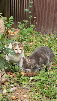 Чудесная кошечка ищет дом и семью 