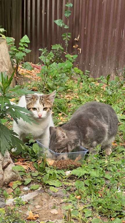 Кошки в других городах Московской области: Чудесная кошечка ищет дом и семью  Девочка, 500 руб. - фото 1