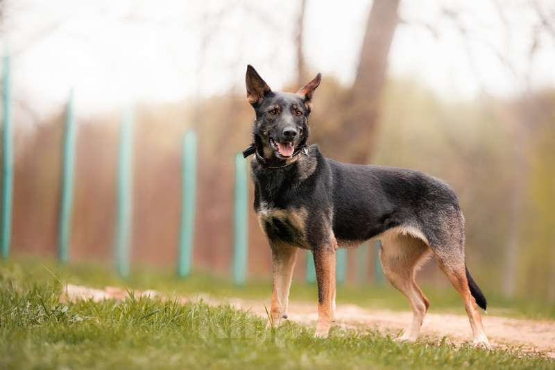 Собаки в Москве: Овчарка Глория в добрые руки Девочка, Бесплатно - фото 3