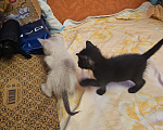 Кошки в Балашихе: Отдать в добрые руки Девочка, Бесплатно - фото 3