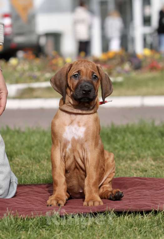 Собаки в Москве: Девочка родезийский риджбек  Девочка, Бесплатно - фото 3