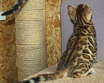 Кошки в Барнауле: Бенгальские котята Девочка, 20 000 руб. - фото 2