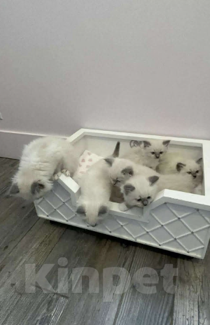 Кошки в Санкт-Петербурге: Малышки Ragdoll Девочка, 65 000 руб. - фото 1