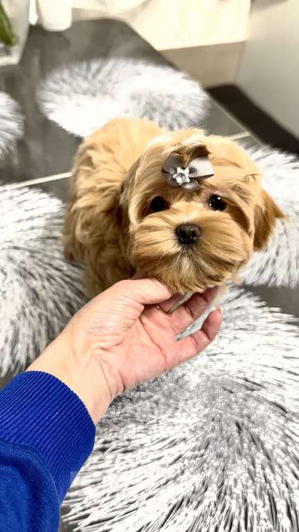 Собаки в Москве: Девочка мальтипу f1 Мишани стар Флаффи Девочка, 230 000 руб. - фото 2