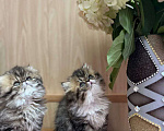 Кошки в Москве: Котята персы экзоты Девочка, 35 000 руб. - фото 8