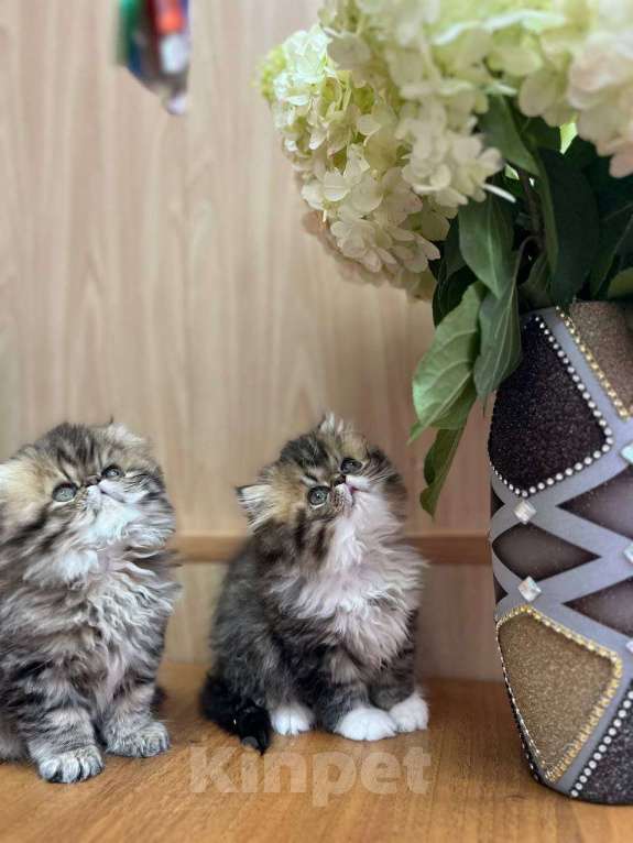 Кошки в Москве: Котята персы экзоты Девочка, 34 999 руб. - фото 8