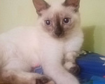 Кошки в Тюмени: Тонкинез, котёнок котенок Девочка, 5 000 руб. - фото 1