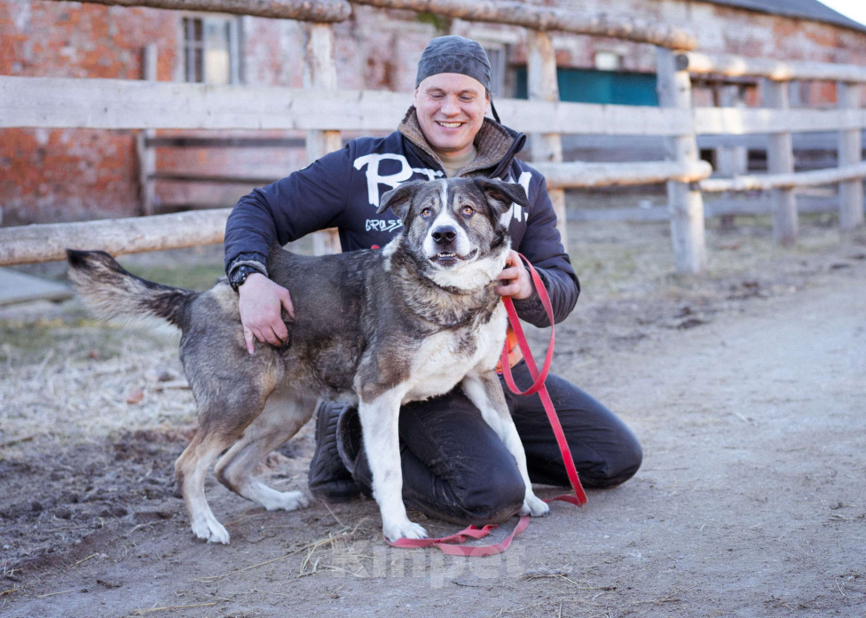 Собаки в Москве: Собака прошедшая СВО и избежавшая усыпления в поисках самого лучшего дома! Девочка, Бесплатно - фото 7