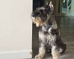 Собаки в Казани: Миттельшнауцер детки  Мальчик, Бесплатно - фото 5
