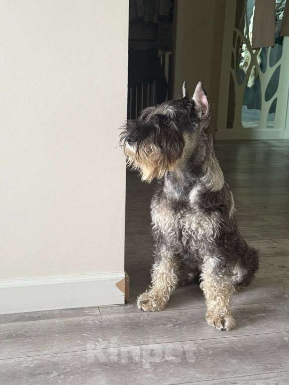 Собаки в Казани: Миттельшнауцер детки  Мальчик, Бесплатно - фото 5