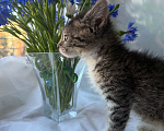 Кошки в Санкт-Петербурге: Котенок Ромашка Разнополые, Бесплатно - фото 3