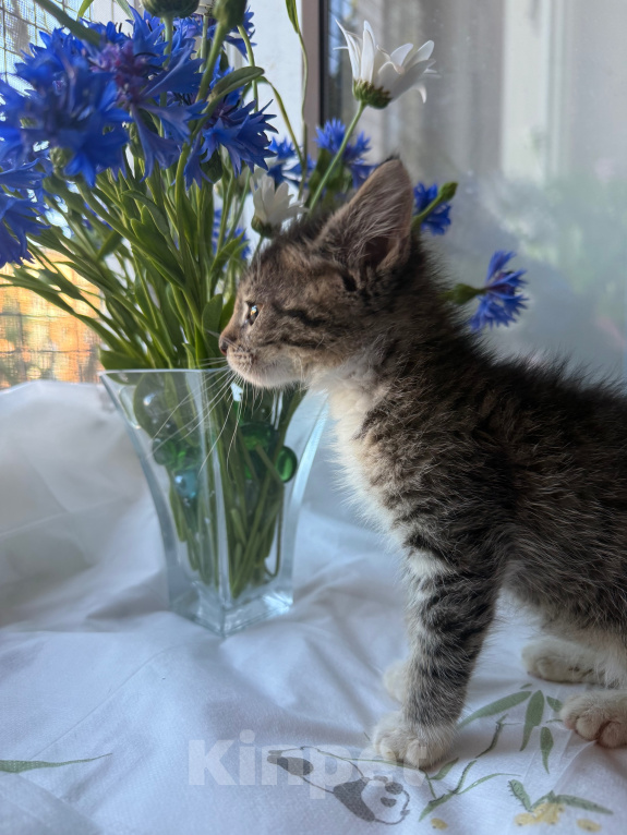 Кошки в Санкт-Петербурге: Котенок Ромашка Разнополые, Бесплатно - фото 3