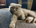 Кошки в Кашире: Кошечка Буся Девочка, 5 000 руб. - фото 5