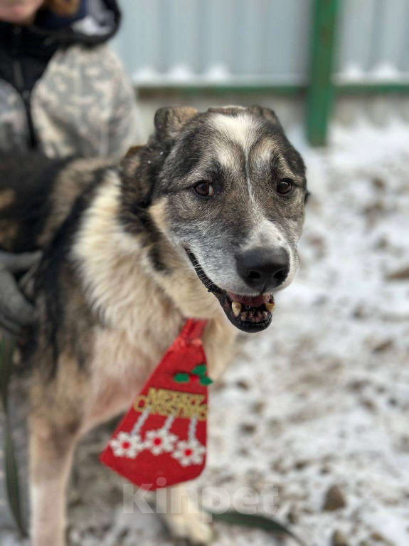 Собаки в Москве: Гоша Мальчик, Бесплатно - фото 9