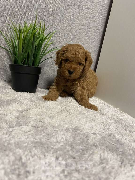 Собаки в Москве: Щенки той-пудель Девочка, Бесплатно - фото 1