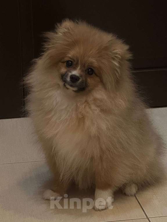 Собаки в Москве: Немецкий шпиц (девочка) Девочка, 1 руб. - фото 2