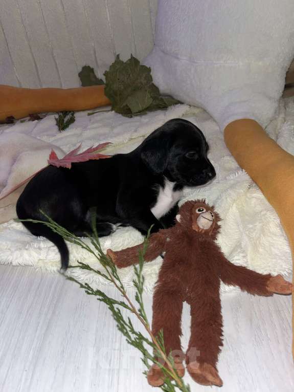 Собаки в Краснодаре: Щенок эстонской гончей Девочка, 3 000 руб. - фото 4