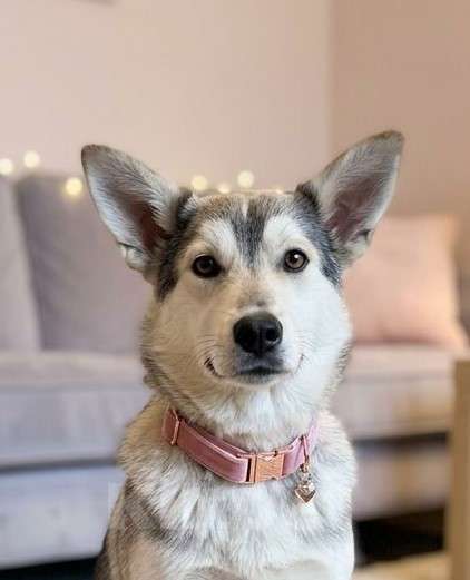 Собаки в Москве: Щенок в добрые руки Девочка, Бесплатно - фото 2