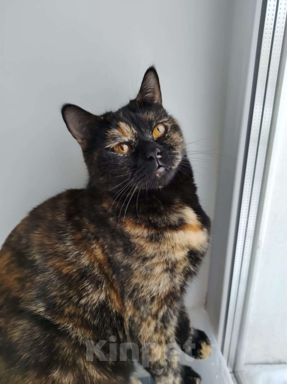 Кошки в Сергиеве Посаде: В добрые руки Девочка, Бесплатно - фото 2