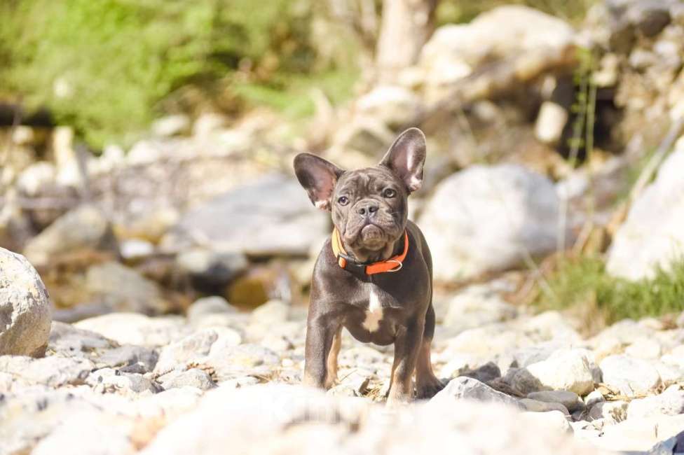 Собаки в Москве: щенки французского бульдога девочки голубой подпал  Девочка, 50 000 руб. - фото 6