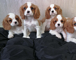 Собаки в Москве: Кавалер Кинг Чарльз спаниель 2, 5мес Мальчик, 75 000 руб. - фото 2