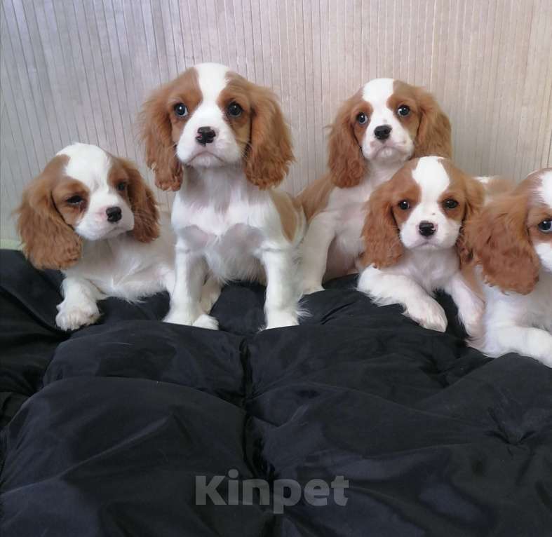 Собаки в Москве: Кавалер Кинг Чарльз спаниель 2, 5мес Мальчик, 75 000 руб. - фото 2