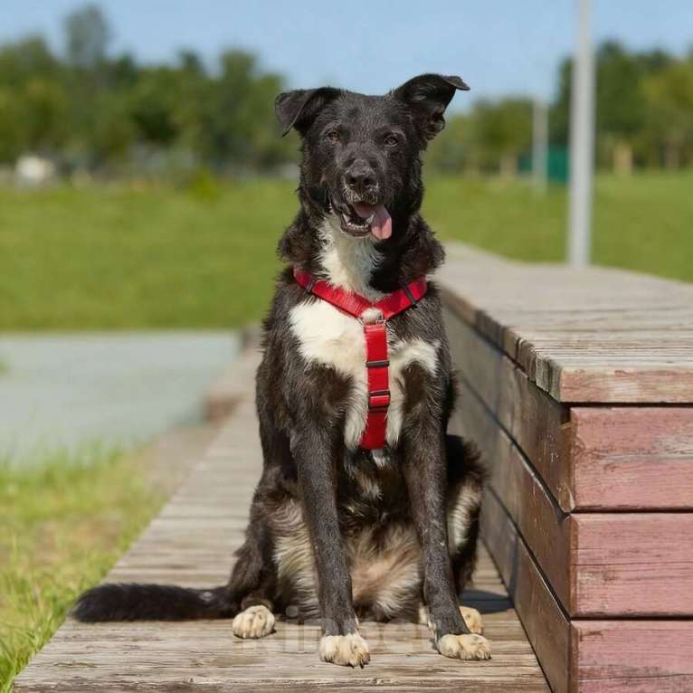 Собаки в Москве: Ночка. Идеальная собака для квартиры! Девочка, Бесплатно - фото 1