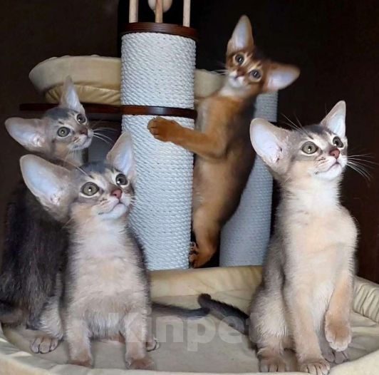 Кошки в Москве: Абиссинские котята  Мальчик, 70 000 руб. - фото 6