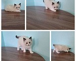 Кошки в Анапе: Котёнок породы рэгдолл  Мальчик, 30 000 руб. - фото 1