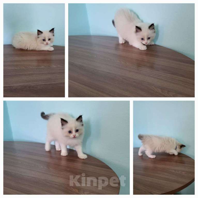 Кошки в Анапе: Котёнок породы рэгдолл  Мальчик, 30 000 руб. - фото 1